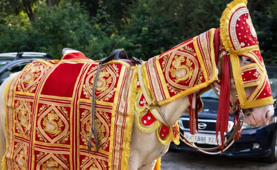 Ghoda for Wedding and Events